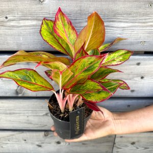 Aglaonema (Aglaonéma) ´JUNGLE LAVA´ - kont. C1L, výška 20-25 cm